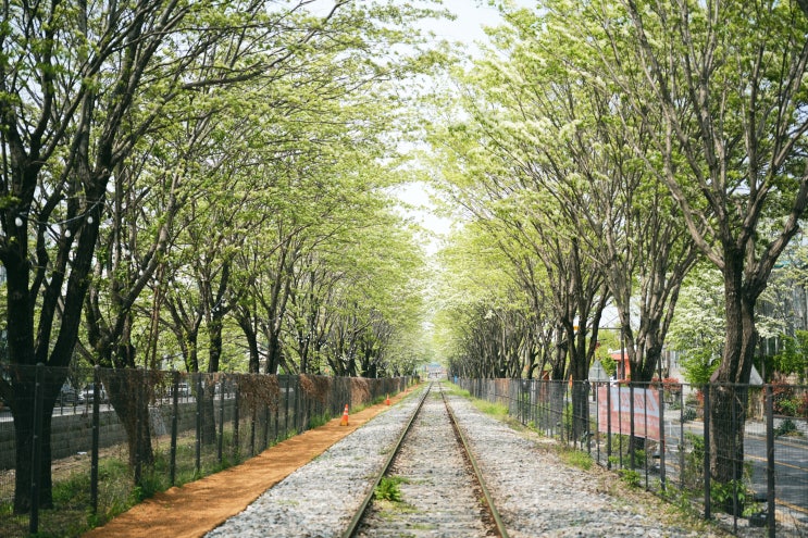 <b>전주 이팝나무 철길</b> (2025년 4월 24일 현황)