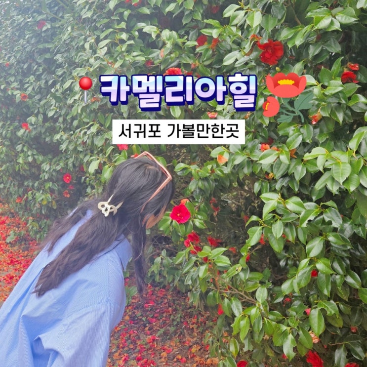  서귀포 가볼만한곳 추천 동백꽃 정원이 있는 카멜리아힐