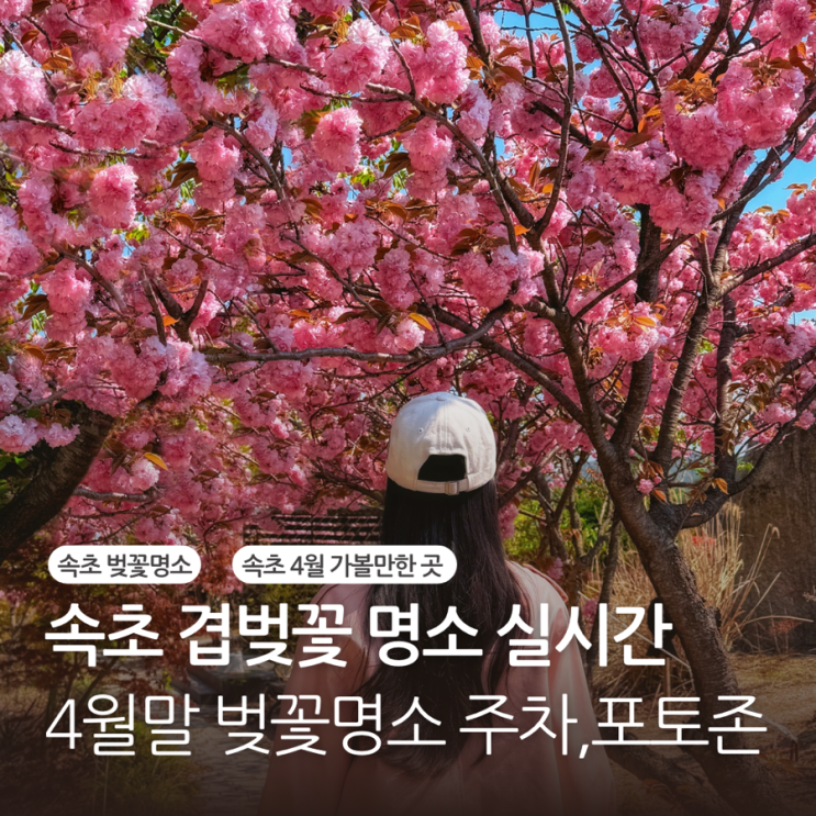  속초 겹벚꽃 척산온천휴양촌 실시간 만개 상황 포토존