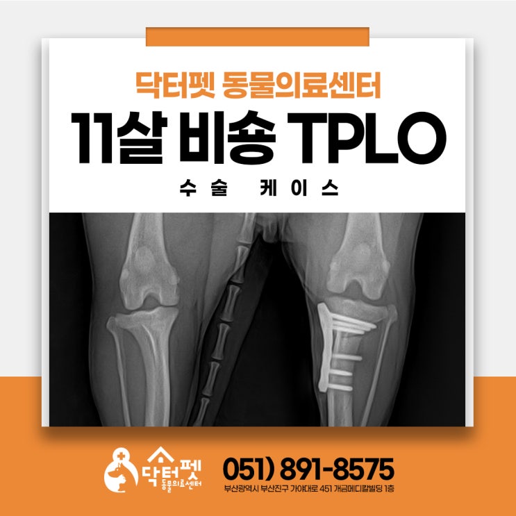  산책하다 깽! 11살 비숑 뒷다리 십자인대파열 수술 케이스 부산 강아지 정형외과 동물병원