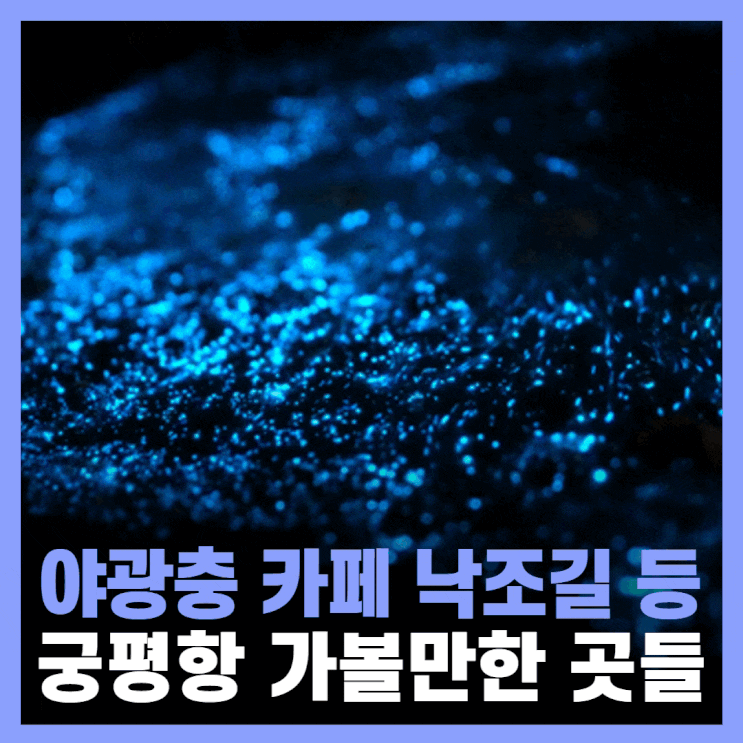  화성 궁평항 카페 야광충 낚시 가볼만한곳 정리
