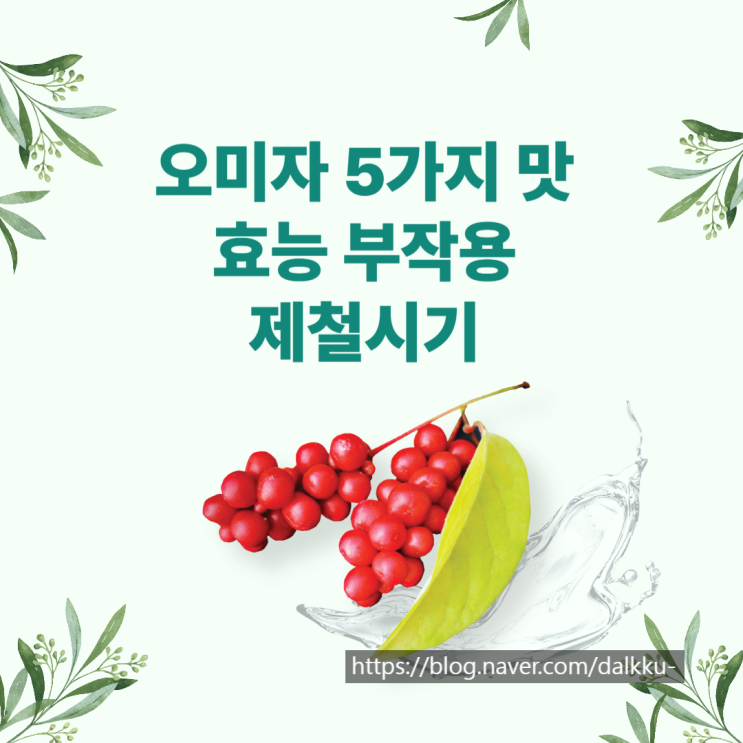  오미자 5가지 맛 효능 부작용 제철시기