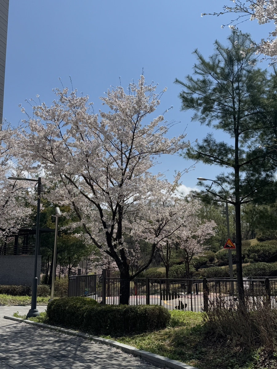 치폴리니 수지점 사진 2