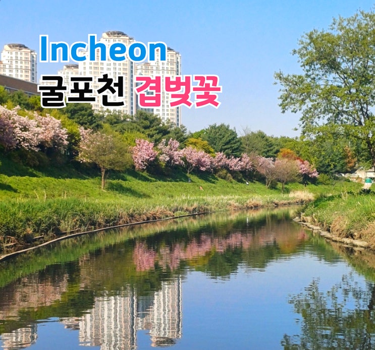 굴포천 겹벚꽃 뜻 개화시기 인천 실시간 위치 포토존 몽글몽글 현장!