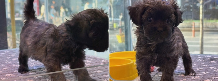  도그마루 강아지고양이 부산점, 부산강아지무료분양의 특별한 경험