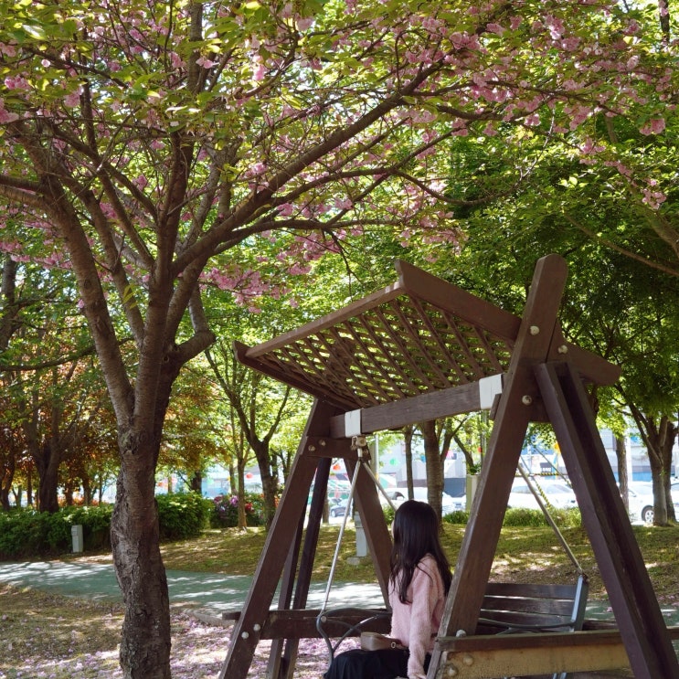  광주 벚꽃 명소 운천저수지 겹벚꽃 산책로 광주 데이트코스