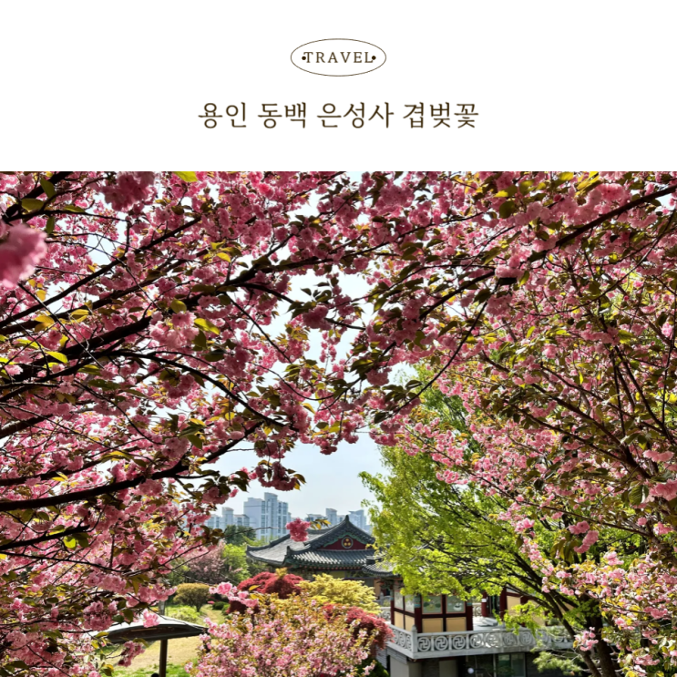  용인 은성사 겹벚꽃 만개(2025년 4월 24일 방문)