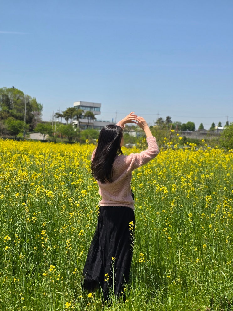  전남 나주 가볼만한곳 광주근교 캠핑장 나주 승촌보 유채꽃 만개