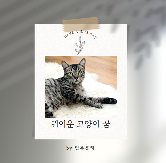 [귀여운고양이꿈 해몽] 귀여운 고양이가 혀로 나를 핥는꿈, 따라오는 꿈 상황별 해석