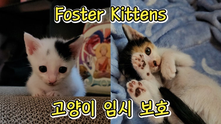  아기 고양이 임시 보호