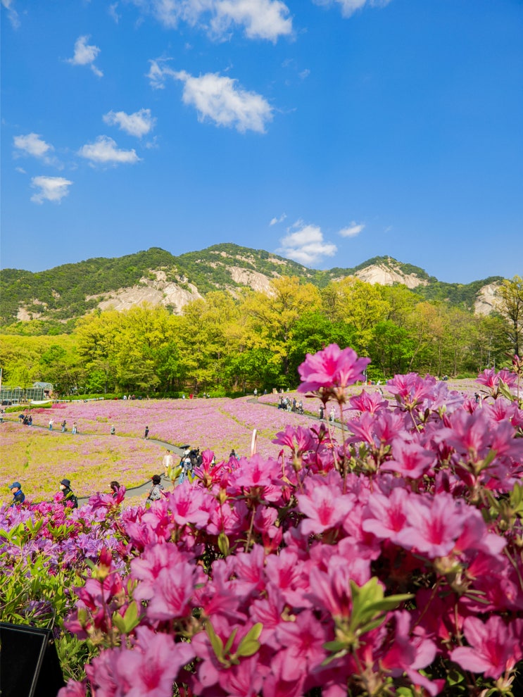  2025 봄꽃 축제, 서울 노원 불암산 철쭉동산 실시간 개화현황(주차, 입장, 가는법, 철쭉제)