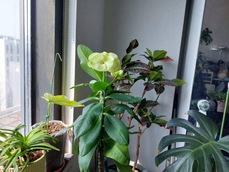 꽂기린,대왕꽃기린 꽃 피우기