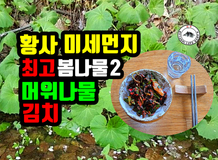봄나물 머위로 식감나는 김치 만드드는법