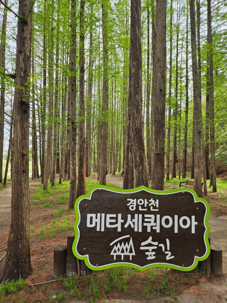  쉬어가기 좋은 경기광주 메타쉐콰이어 숲길