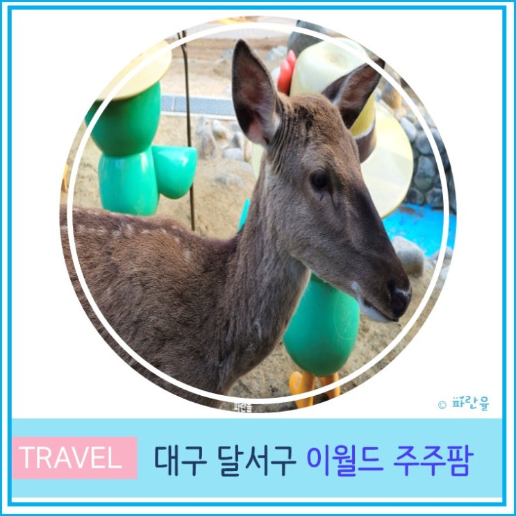  대구 아이와 가볼 만한 곳 이월드 속 작은 동물원 주주 팜