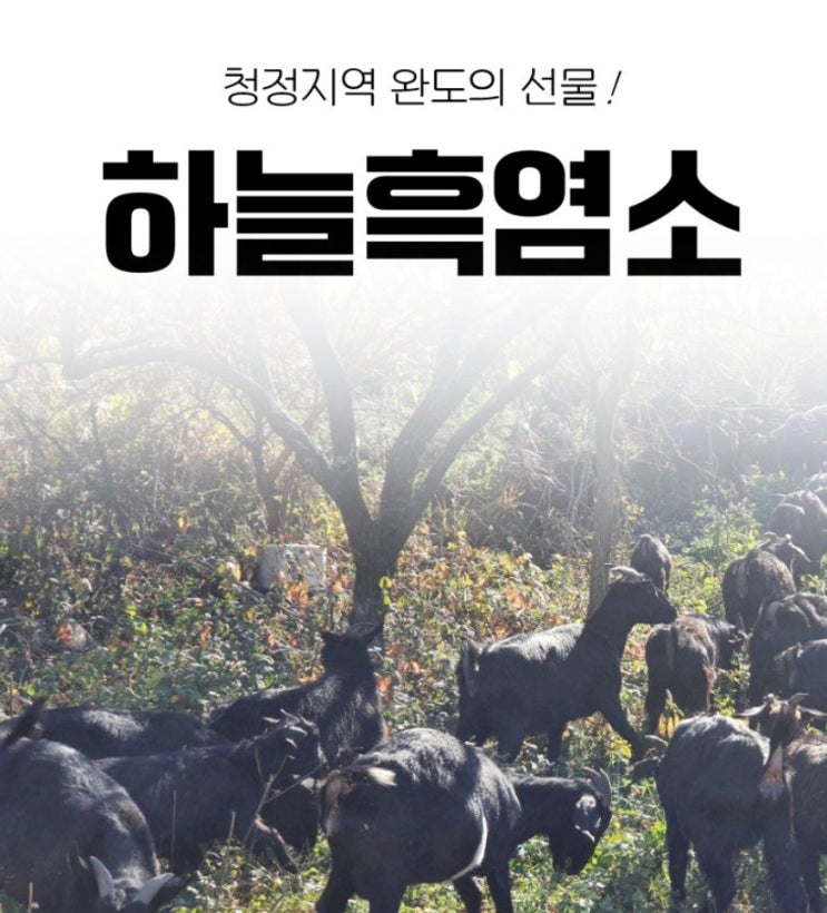  완도약산 흑염소농장 직영 완도하늘흑염소 흑염소진액 효능과 정리