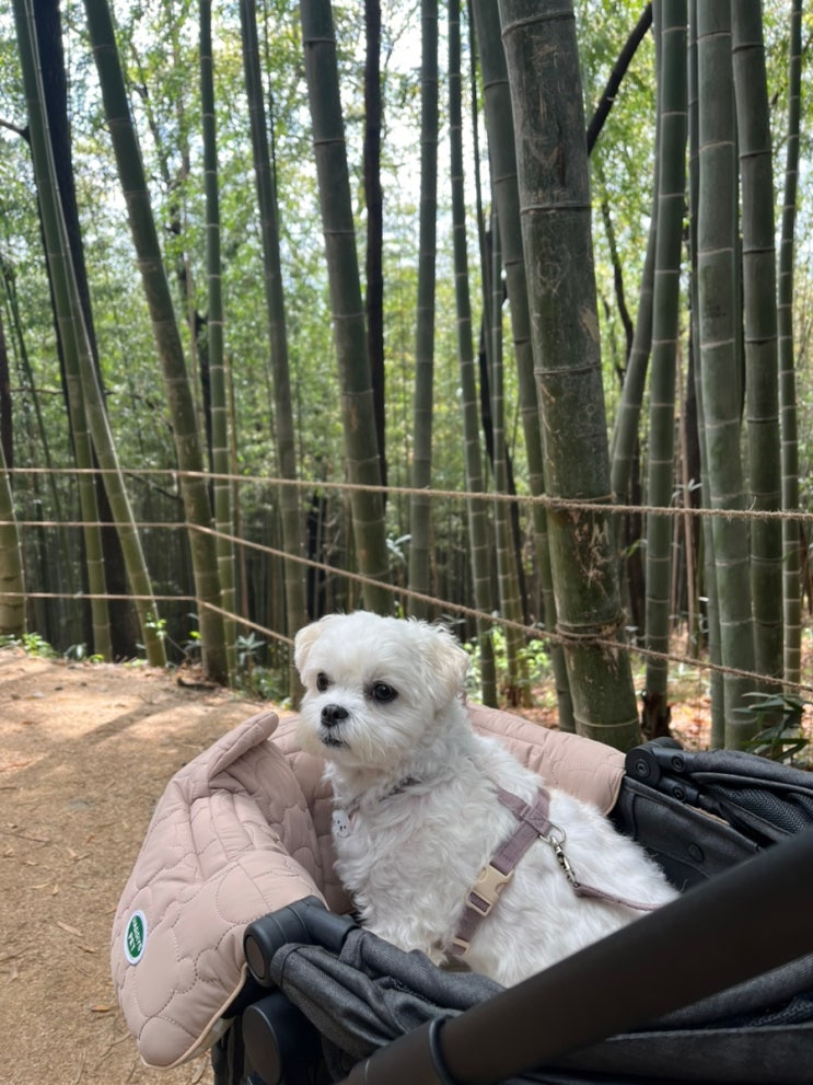  담양 반려동물동반 1박2일 가족여행 코스 & 맛집 추천