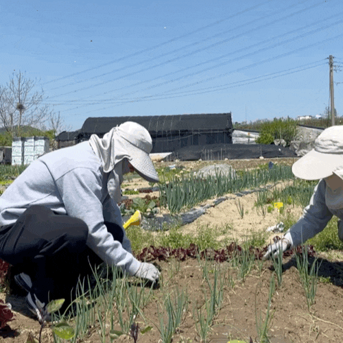  4월 텃밭 가꾸기 - 감자랑 대파 물 듬뿍 주기, 잡초 뽑기