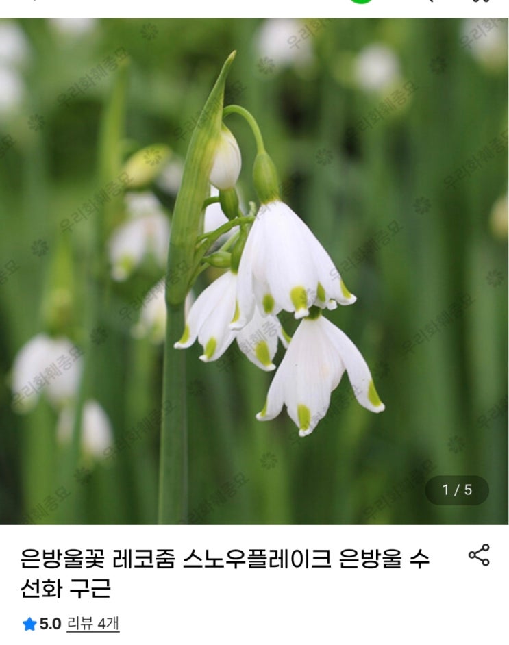 우리화훼종묘 후기] 스노우 플레이크 키우기