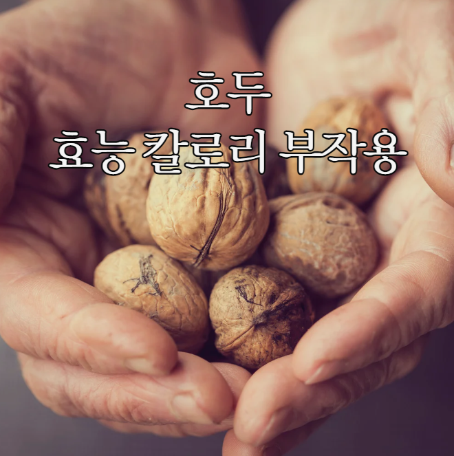 호두 효능 하루 섭취량 칼로리와 부작용