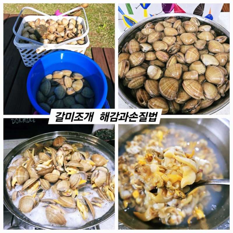 새조개보다 맛있는 최고의 맛 갈미조개 해감&손질법