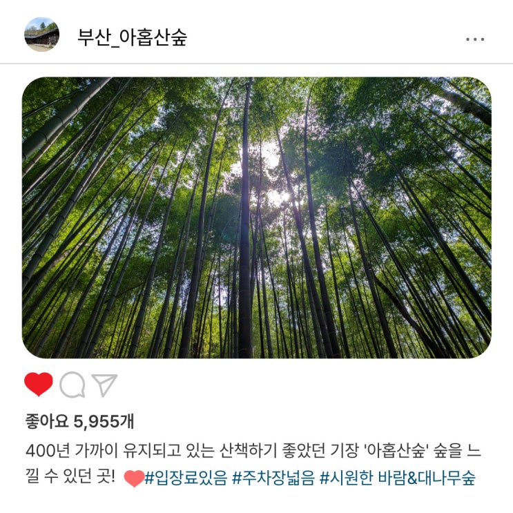   기장 "아홉산숲" 시원한 대나무 길 산책으로 마음 충전 완료