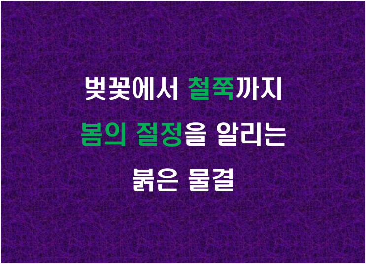  벚꽃에서 철쭉까지 봄의 절정을 알리는 붉은 물결