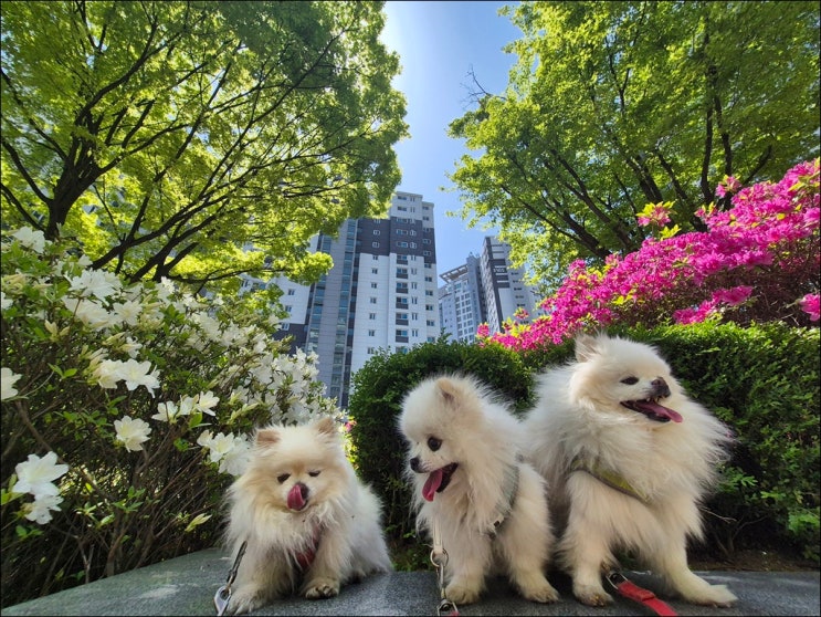  반려견 동반 여행 (반려견 동반 여행명소, 견생샷 명소, 반려견 동반 해수욕장, 반려견 전용 펜션)