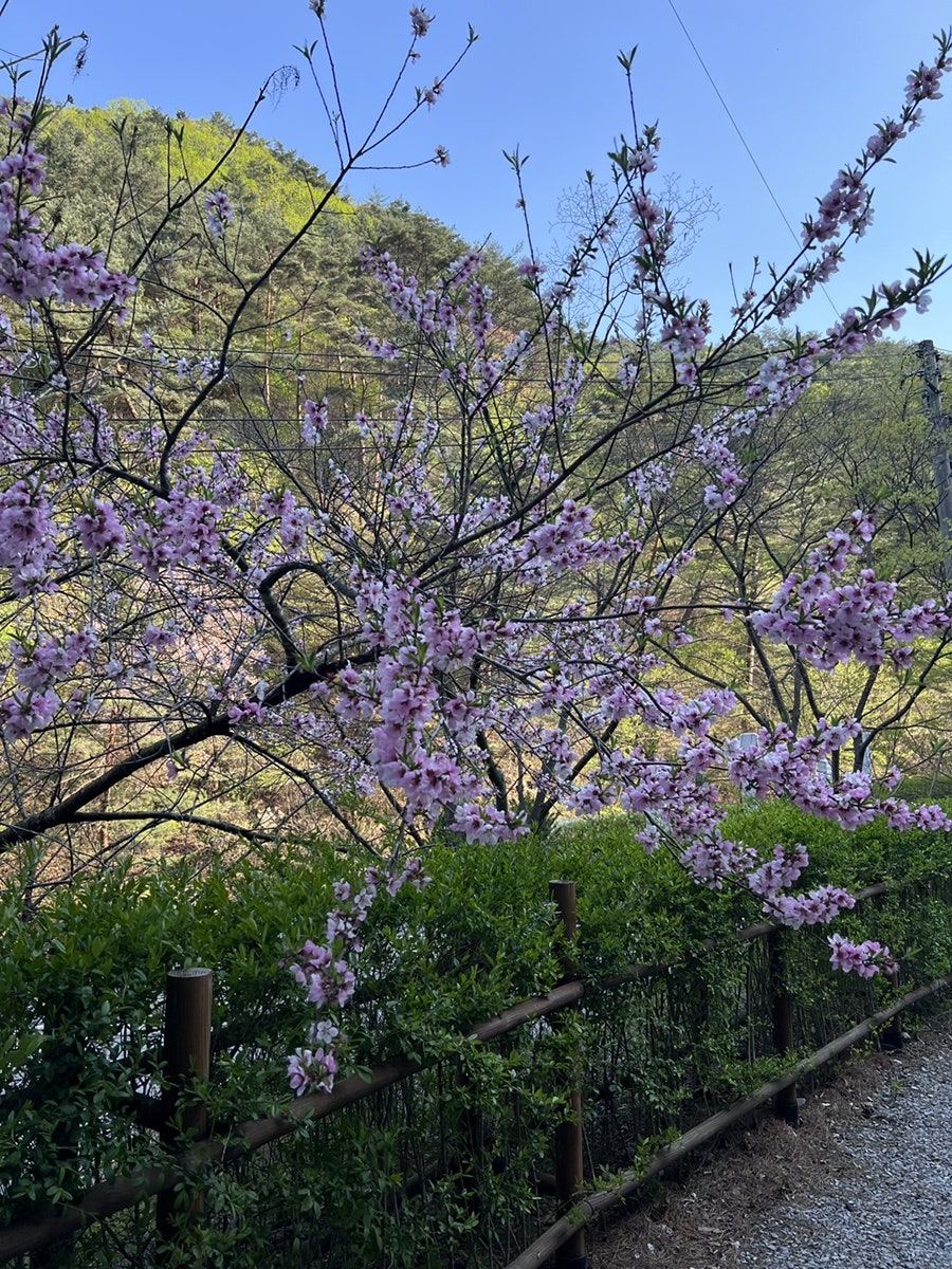 삼태기식당 사진 4