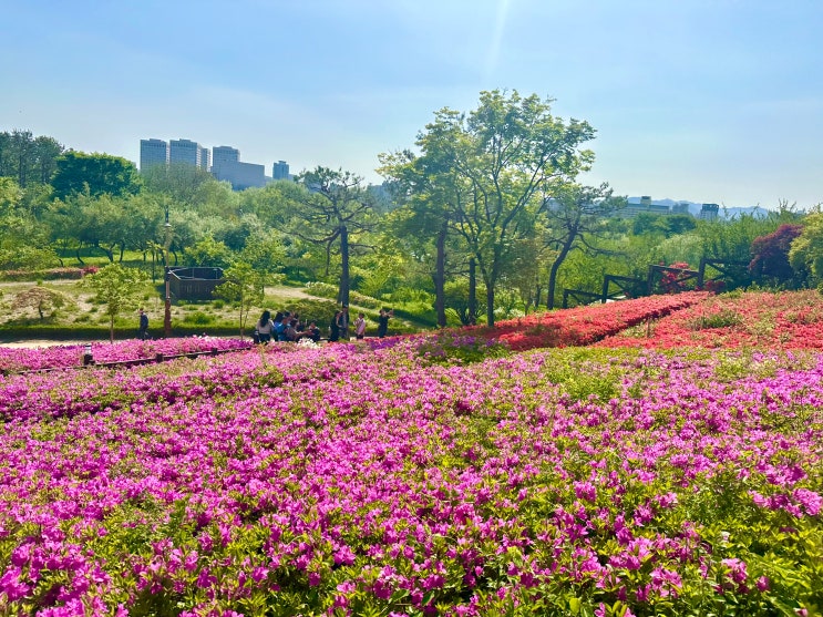  대전 한밭수목원 튤립 철쭉 사진모음zip 25년4월26일 실시간
