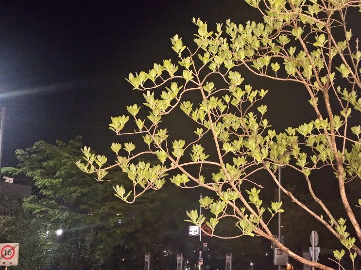  티얌록, 250427, 한 주의 마무리