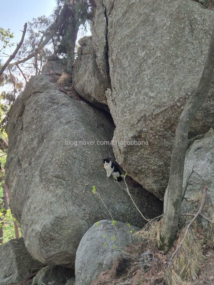 청계산 등산 매봉 매바위 정상 돌문바위 산고양이 서울 서초구 산행 청계산 등산 매봉 매바위 정상 돌문바위 산고양이 서울 서초구 산행