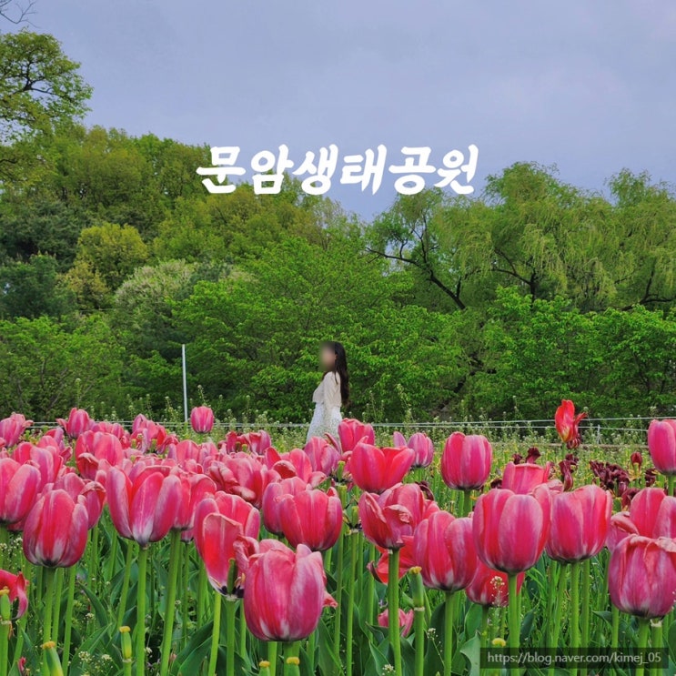  나들이하기 좋은 튤립 명소 문암생태공원