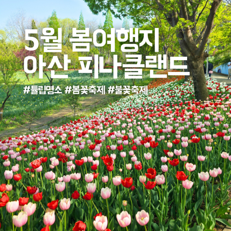  2025 봄꽃축제 아산 피나클랜드 튤립명소