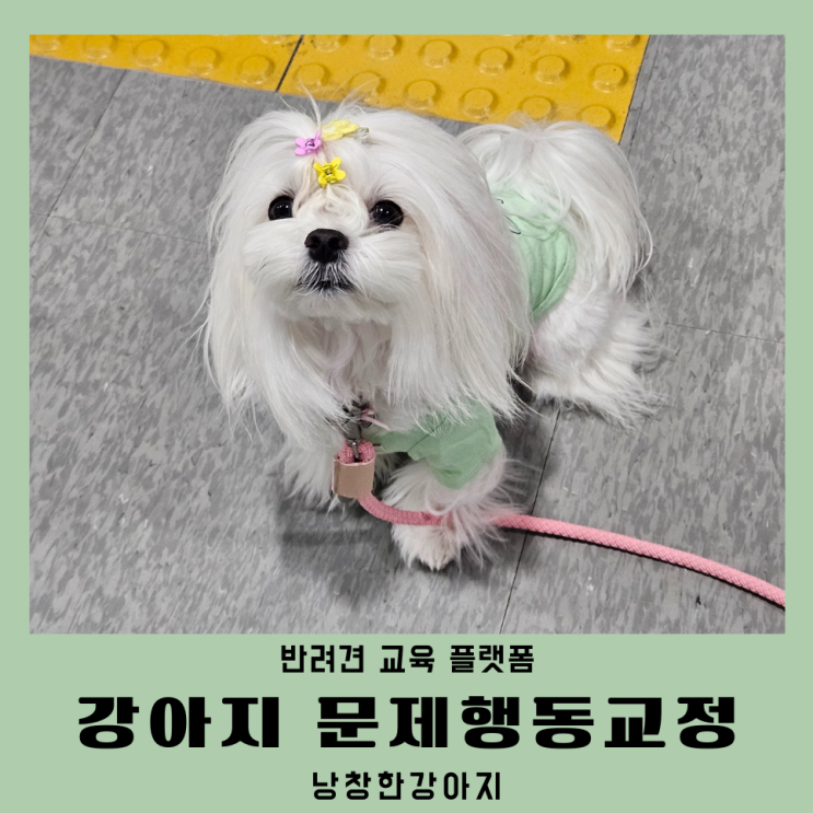  강아지분리불안교육 낭창한강아지 인천애견방문훈련 보다 저렴하게받는방법 공유