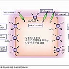 칼륨 농도 장애의 개요