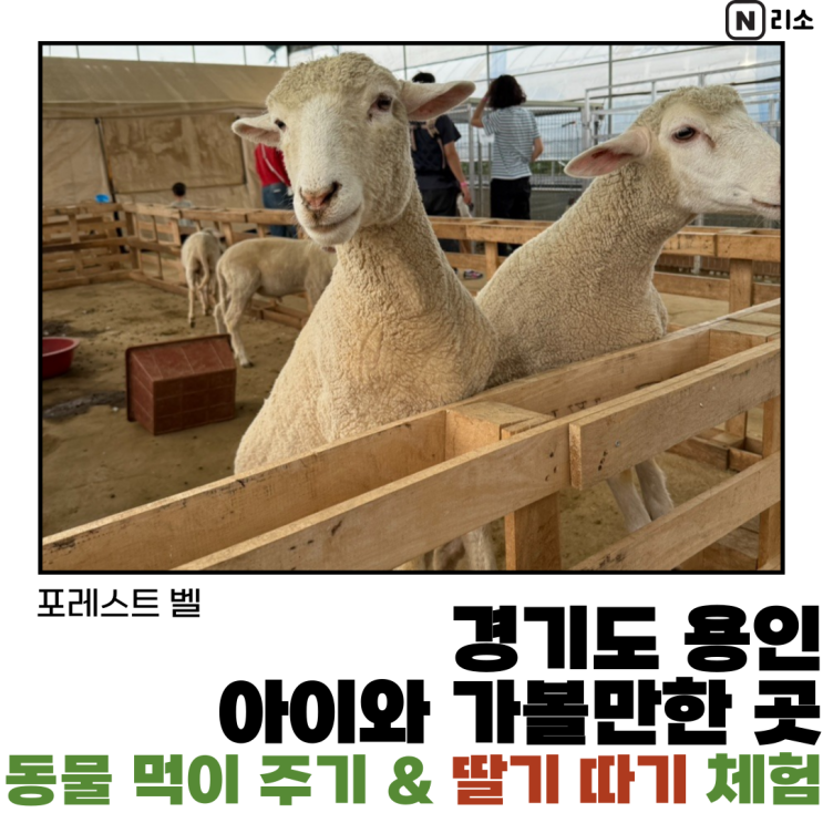  경기도 용인 아이랑 실내 동물 먹이 주기 체험 딸기따기 모래놀이 포레스트벨