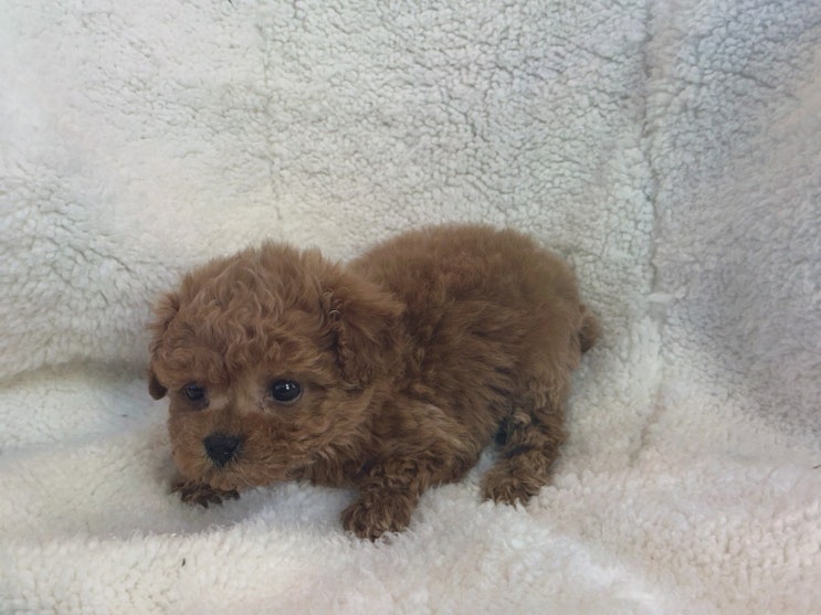  [리뷰] 도그마루 강아지고양이 구미대구본점, 대구강아지무료분양으로 반려동물 입양하기