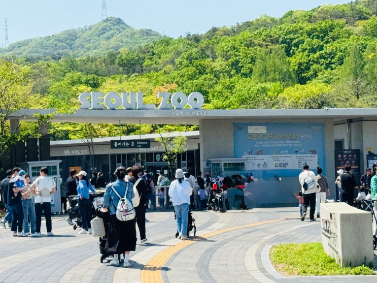  서울대공원 동물원 코끼리열차 vs 리프트 이용방법 가격 할인