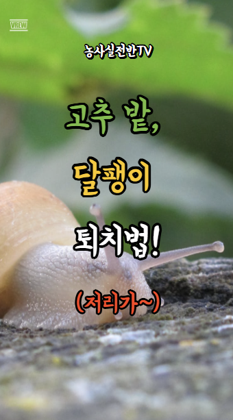 #.23 고추밭 달팽이 퇴치법, 초보 농부도 쉽게 따라하는 방법