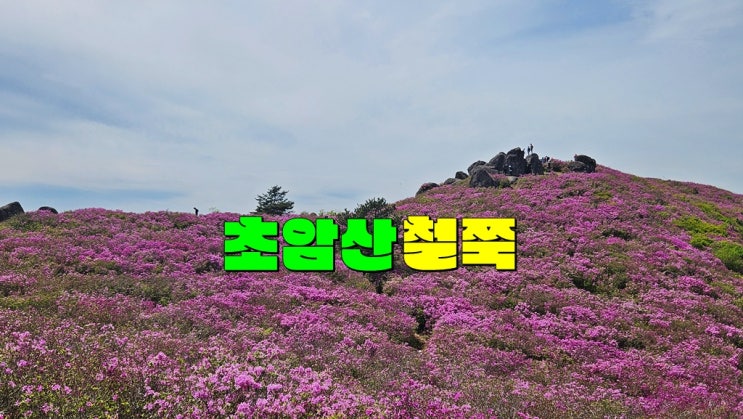 전남 보성 초암산 철쭉 군락지 지금 절정 (실시간 개화상황 수남주차장 등산코스 소요시간) 전남 보성 초암산 철쭉 군락지 지금 절정 (실시간 개화상황 수남주차장 등산코스 소요시간)