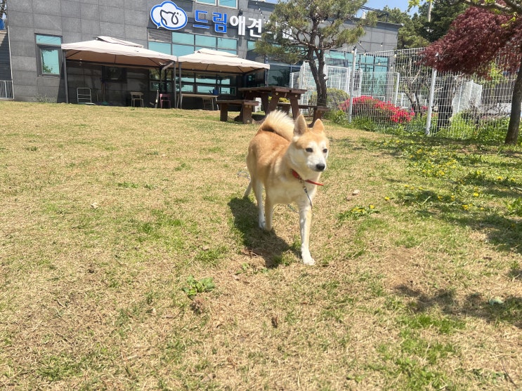  새로운 입학생 시루에요 ~![드림애견학교]