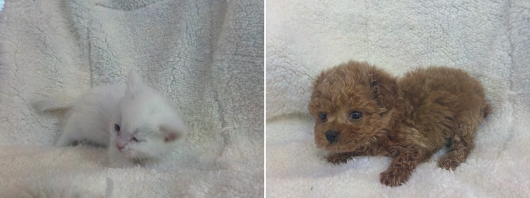  도그마루 강아지고양이 대전점, 다양한 혜택으로 대전강아지분양을 실현하다