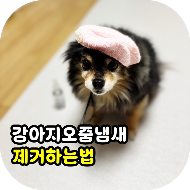 강아지 소변 자국, 냄새 제거하는 법