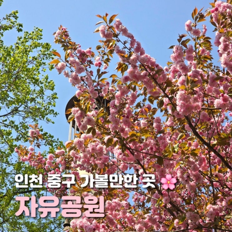  인천 겹벚꽃 명소 자유공원 석정루 전망대 풍경