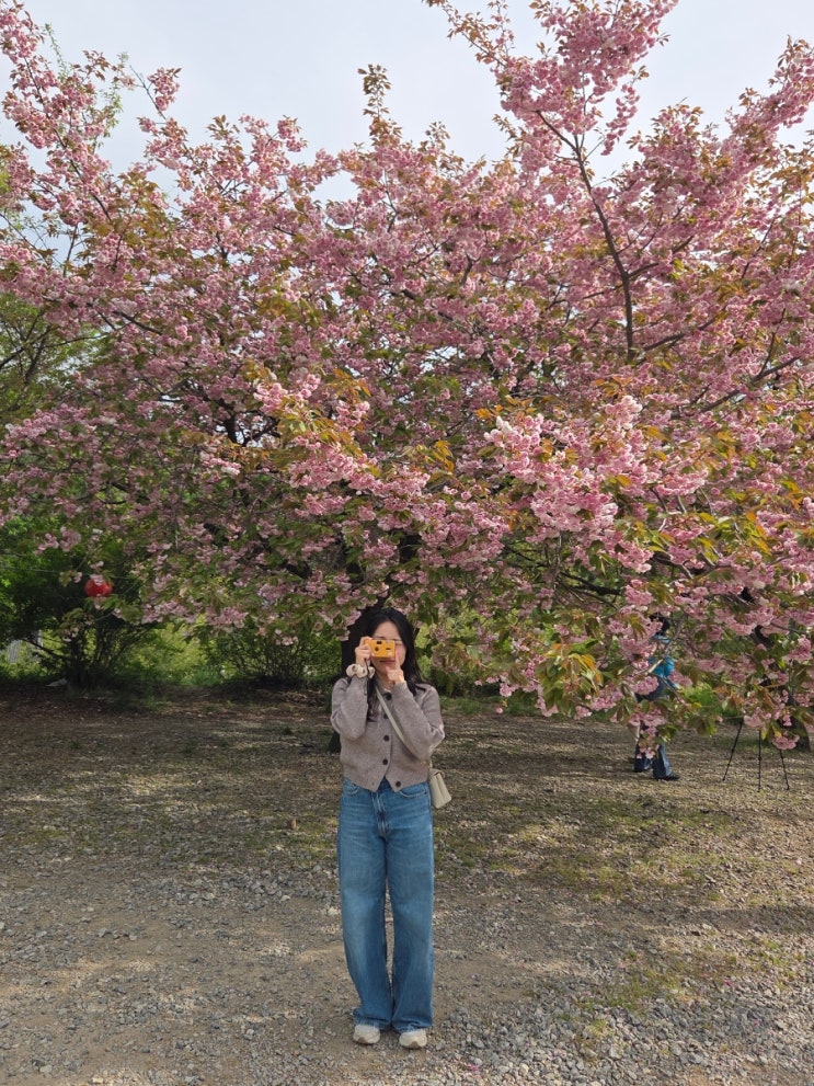  천안 겹벚꽃 명소 각원사