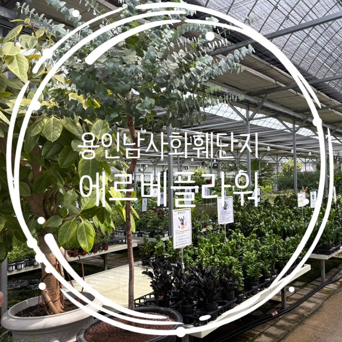  용인남사화훼단지 에르베 플라워 카네이션 꽃바구니, 대형화분 분갈이 후기