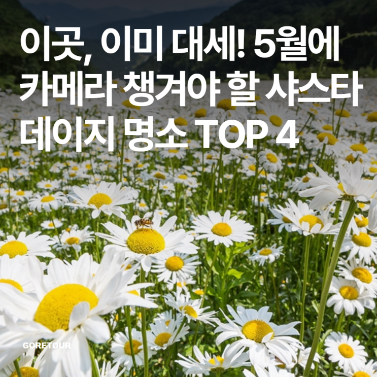  이곳, 이미 대세! 5월에 카메라 챙겨야 할 샤스타데이지 명소 TOP 4