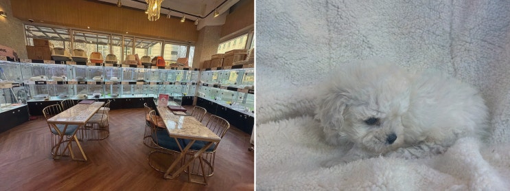  안심하고 입양하는 방법?! 도그마루 강아지고양이 일산점에서 일산강아지분양 추천!