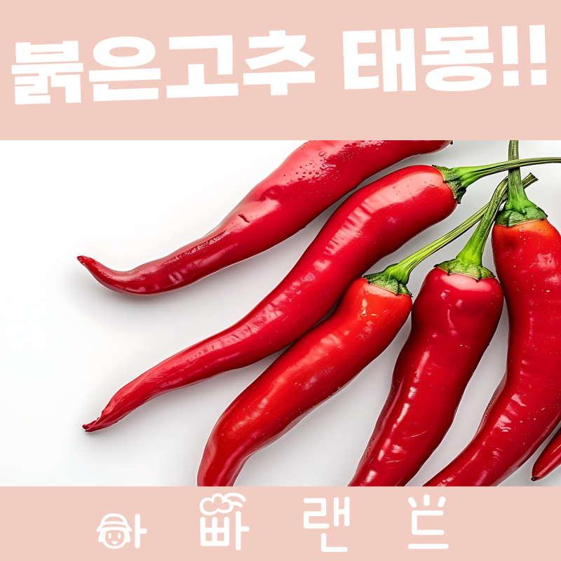 붉은고추 태몽 [ 남자 아이 태몽 총정리!! 16탄 ]